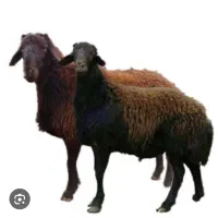 کار در دامداری