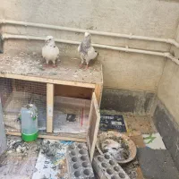 کب و تر