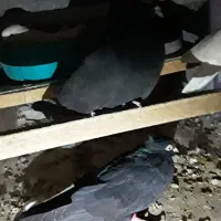 ۶جفت کبوترزاغ ابادانی اصل|پرنده|خمینیشهر, |دیوار