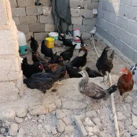 مرغ و خروس محلی