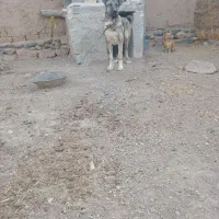 سگ سرابی|سگ|تبریز, |دیوار
