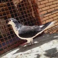 ماده شیرازی خوشگل فروشی