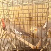 عروس هلندی|پرنده|اصفهان, پروین|دیوار