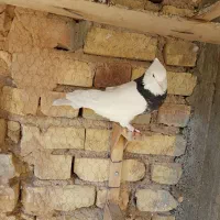 کبوتر طوقی|پرنده|استهبان, |دیوار