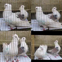 کبوتر تهرانی بلژیکی اکواریوم بخاری...|پرنده|رشت, منظریه|دیوار