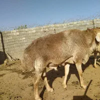 قوچ جوان