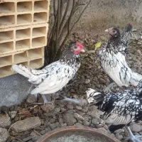 سیبرایت|حیوانات مزرعه|رشت, لاکان شهر|دیوار