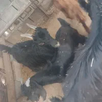 کهره نر و ماده|حیوانات مزرعه|بندر گناوه, |دیوار