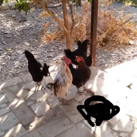 مرغ وخروس خانگی