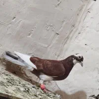 مینا سرخ|پرنده|تربتحیدریه, حاجی یار|دیوار