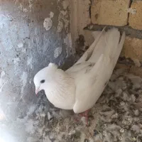 نر کمخال کفتر|پرنده|بروجرد, |دیوار