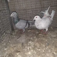 هفرنگ|پرنده|کوهین, |دیوار