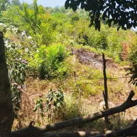 باغ کیوی با ۷۰ درخت ۵ساله|فروش زمین و ملک کلنگی|چوبر, |دیوار