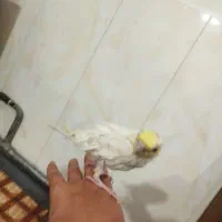 عروس هلندی|پرنده|مرند, |دیوار