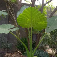 بابا آدم