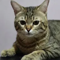 گربه یکساله domestic short hair|گربه|تهران, باغ فیض|دیوار