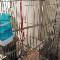 عروس هلندی جفت