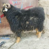 تکه|حیوانات مزرعه|درح, |دیوار