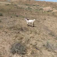 کهره ماده چاق