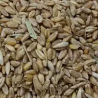 فروش حدودا ۱۸۰ کیلو گندم آبی که کشت سال گذشتس