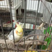 جفت عروس هلندی