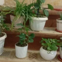گل طبیعی