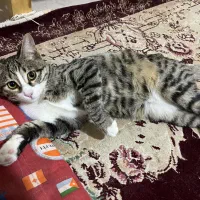 واگزاری گربه