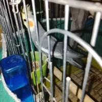 عروس هلندی و طوطی برزیلی|پرنده|سردرود, |دیوار