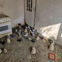 بوم اصفهانی درجه یک|پرنده|برخوار, |دیوار