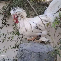 خروس های زینتی سلطان