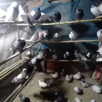 کبوتر پرشی|پرنده|آستانه اشرفیه, |دیوار