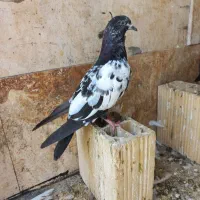 کفتر|پرنده|مشهد, دانش|دیوار