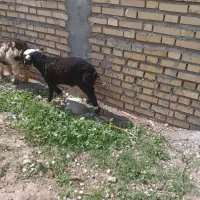 بز بره|حیوانات مزرعه|دزفول, |دیوار