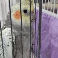 عروس هلندی