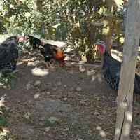 ۳عدد  خروس و ۲عدد بوقلمون ماده|حیوانات مزرعه|رفسنجان, |دیوار