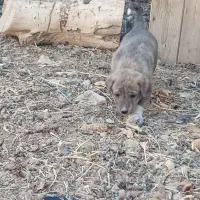 معاوضه کوته