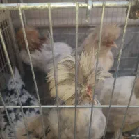 ۵ تا مرغ و خروس سلطان. فوق العاده زیبا|حیوانات مزرعه|اصفهان, طامه|دیوار