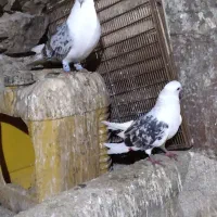 کبوتر|پرنده|بیستون, |دیوار