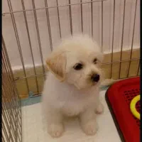 سگ خانگی پودل|سگ|پرند, فاز ۵|دیوار