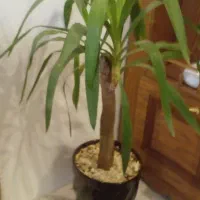 گل یوکا باگلدان|گل و گیاه طبیعی|مشهد, انصار|دیوار