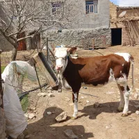 گوساله سیمنتال ماده