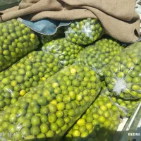 لیمو ترش آبگیری سرباغ