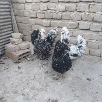 تخم مرغ گلین|حیوانات مزرعه|سبزوار, هویزه|دیوار