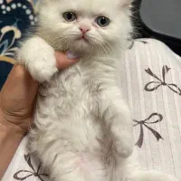 بچه گربه پرشین ۲ ماهه نر