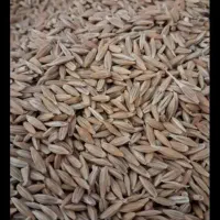 فروش دوتن جو دیم درجه یک
