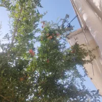 اجاره منزل مسکونی