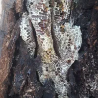 عسل خالص طبیعی از دل کوه