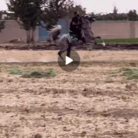 اسب نژاد ترکی