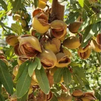 باغ ویلا  لاکچری منطقه بوم گردی یاقوت آباد|فروش دفتر صنعتی، کشاورزی، تجاری|شاهین‌شهر, برخوار غرب|دیوار