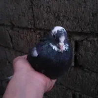 پنج عدد کبوتر آس|پرنده|لنگرود, |دیوار